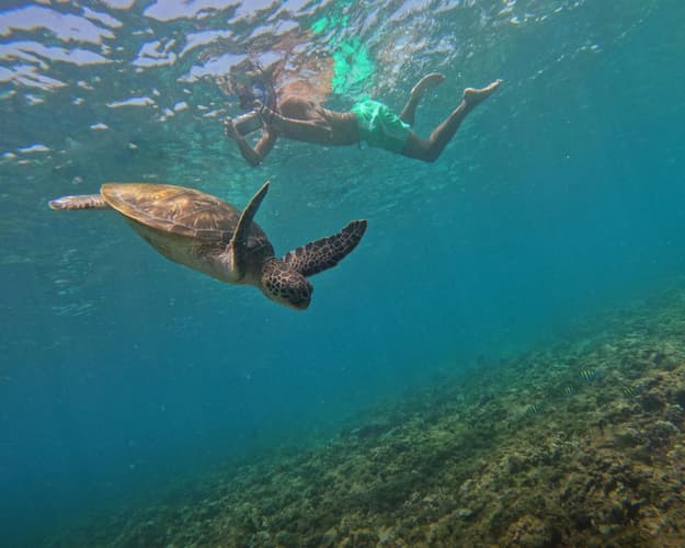 Image - Daymaniyat Island Weekend Retreat