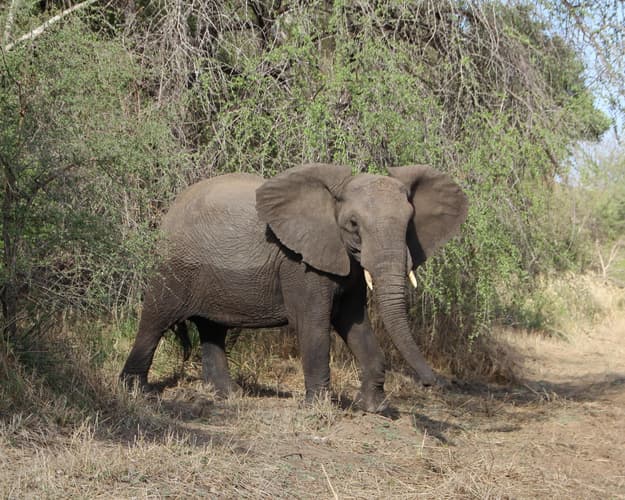 Imagen - Sudáfrica Esencial