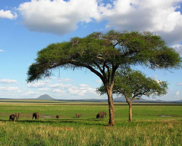 Bild - Safari "Tansania entdecken" 