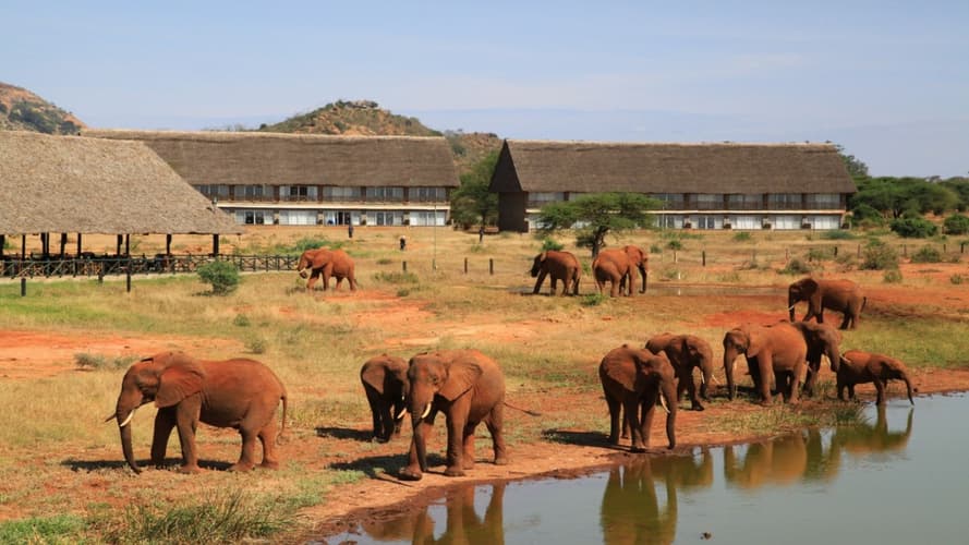 Bild - Badeurlaub Kenia & 2 Tage Safari im Tsavo Nationalpark
