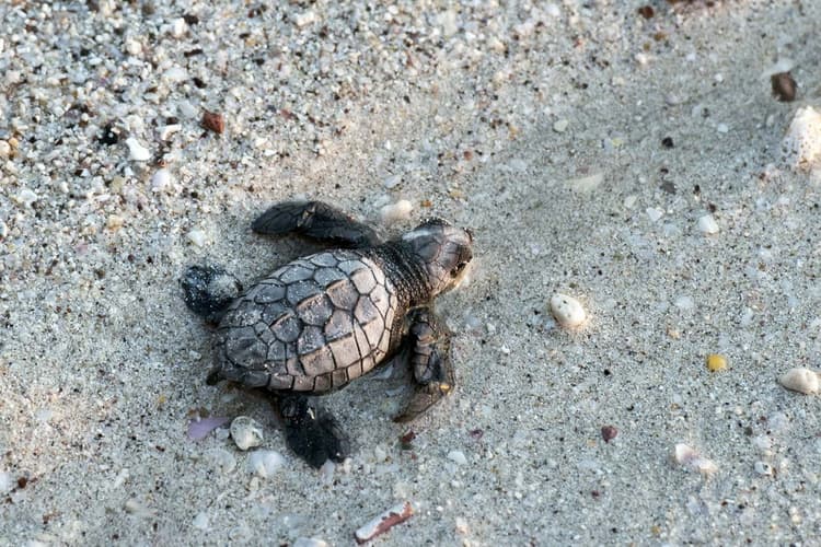 Imagen - LIBERACIÓN DE TORTUGAS EN PUERTO ESCONDIDO 