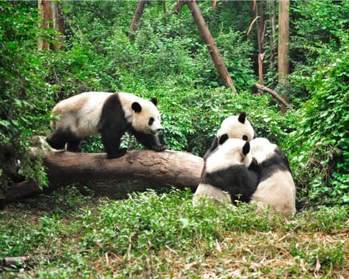Imagen - China espectacular y Oso Panda