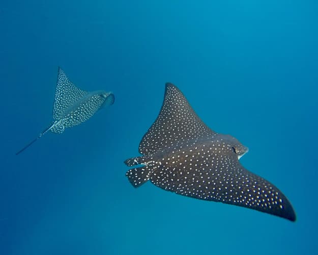 Bild -  Quito & Galapagos Island Hopping inkl. Ausflügen