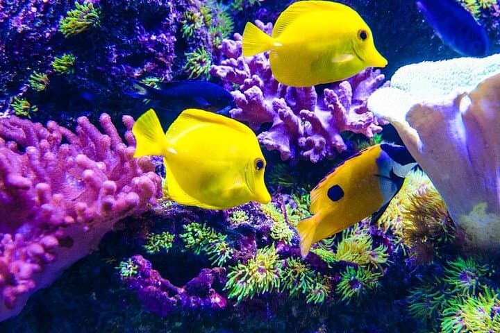 Imagine - Sejur charter Zanzibar, Tanzania - Snorkelling Mnemba Island