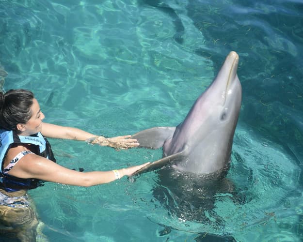 Imagen - Interacción con Delfines