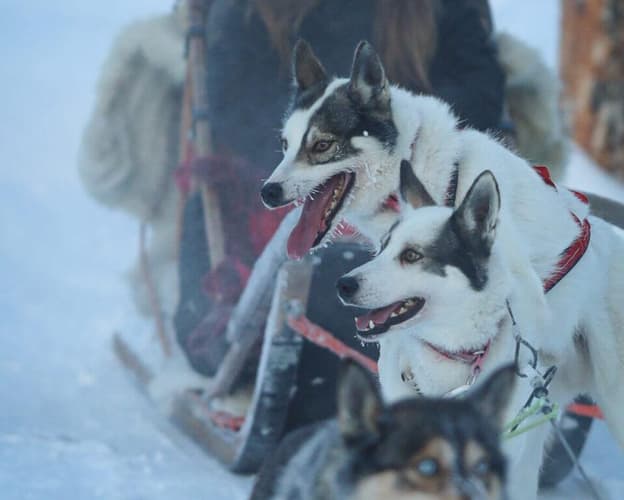 Imagine - Aventura cu husky si reni in Levi, Finlanda - ianuarie 2026