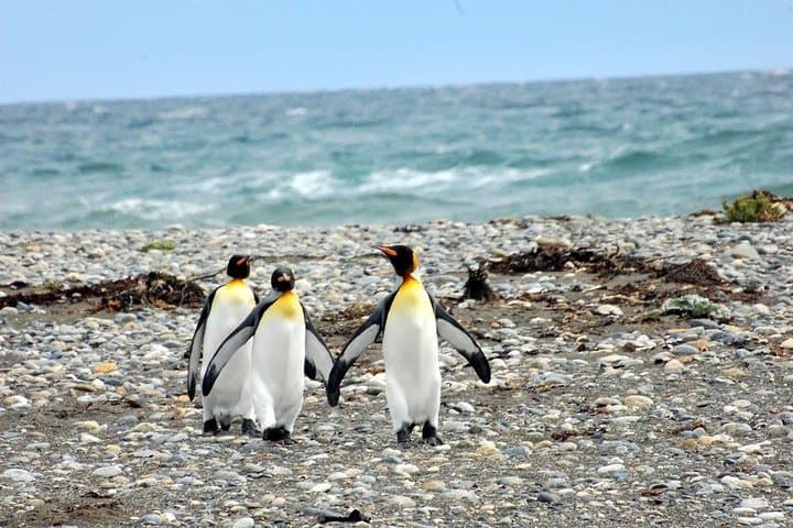 Image - Holiday in Santiago de Chile & Tierra del Fuego, Chile