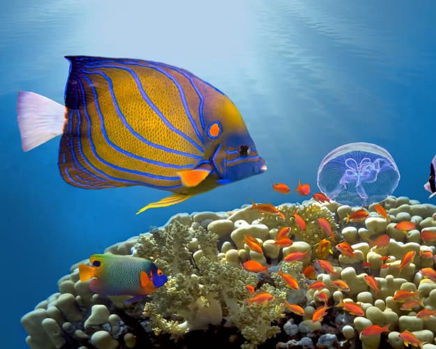 Resim - Sharm el-Sheikh 