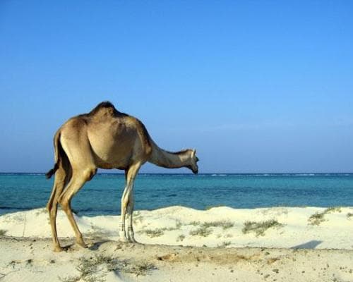 Slika -  Marsa Alam, Egipt zimski odmor all inclusive