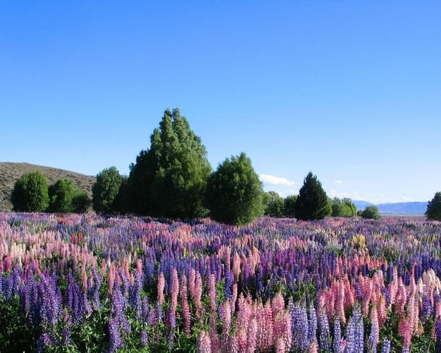 Image - Actief & Avontuurlijk Nieuw-Zeeland