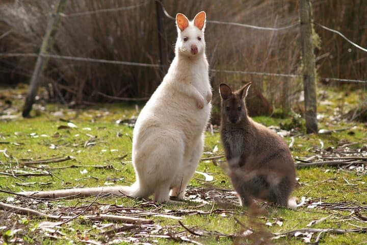 Image -  Discover Australia & Tasmania - December 2025