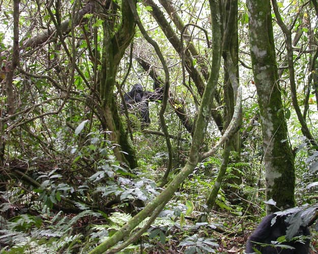 Imagen - Gorilas en Uganda