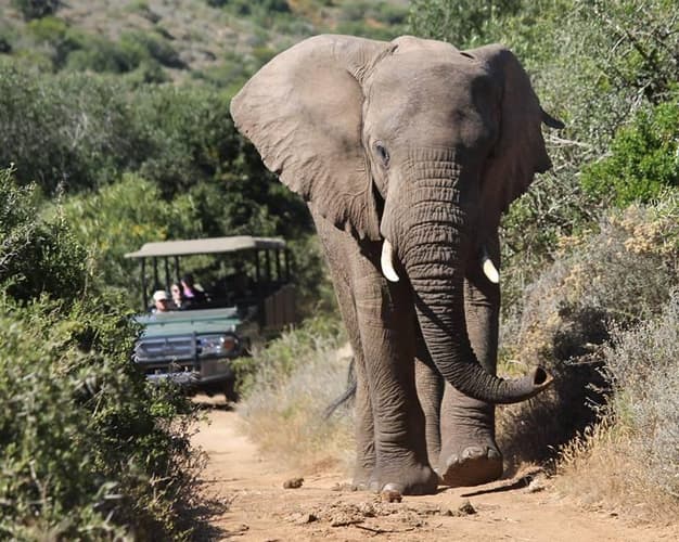 Beeld -  Ontdek de Tuinroute en het Amakhala Nature Reserve