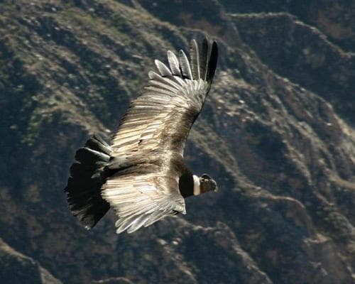 Imatge - Pucallpa Desafío 04 Días / 03 Noches