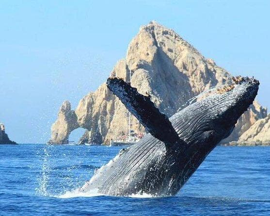 Imagen - PREVENTA 2026 AVISTAMIENTO DE BALLENAS EN LOS CABOS | 4 DÍAS