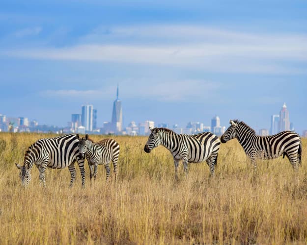 Image -  Nairobi mit Ausflug & Baden am Strand von Malindi