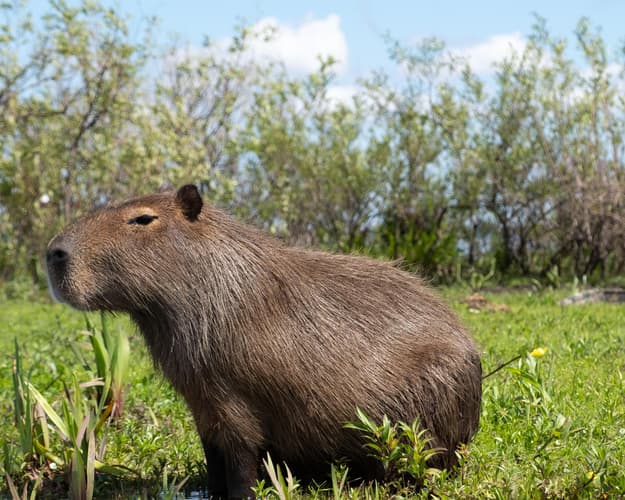 Immagine -  Esteros del Iberá Clásico