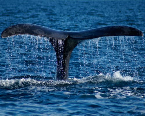 Imagen - Escapada a Puerto Madryn