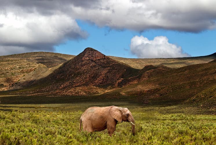 Imagen - Hermanus, la segunda capital de Sudáfrica
