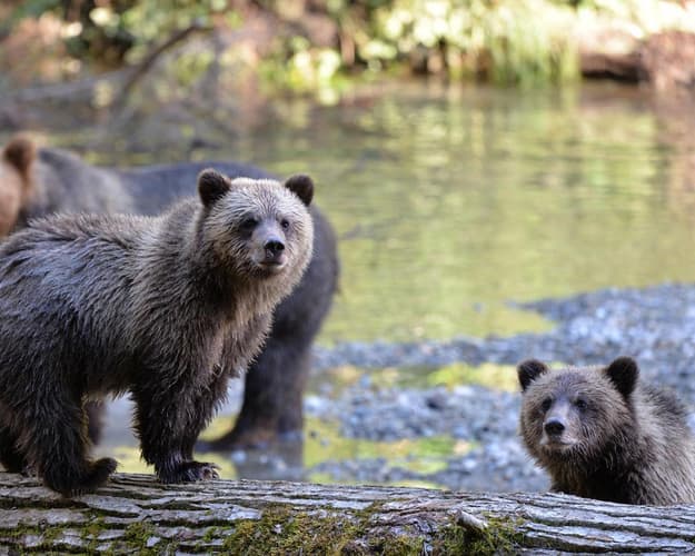 Beeld -  De beren en walvissen van Vancouver Island