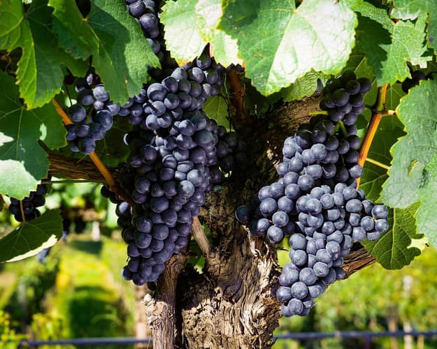 Image - Tours en familia | Tarija 