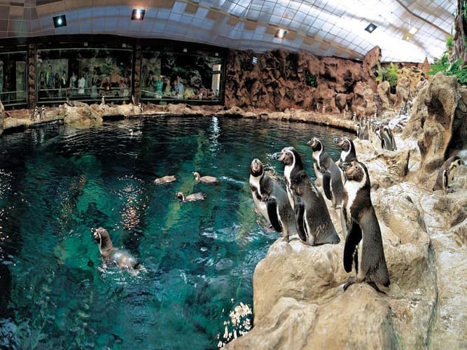 Imagen - Tenerife + Loro Park