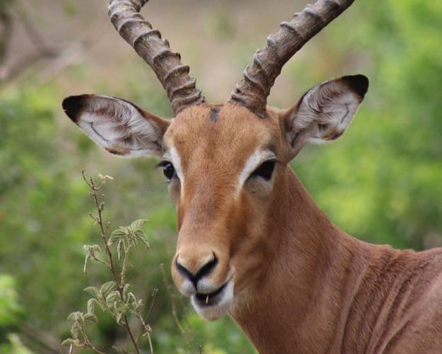 Beeld -  16-daage autorondreis: Safari, Panorama route & de Kaap