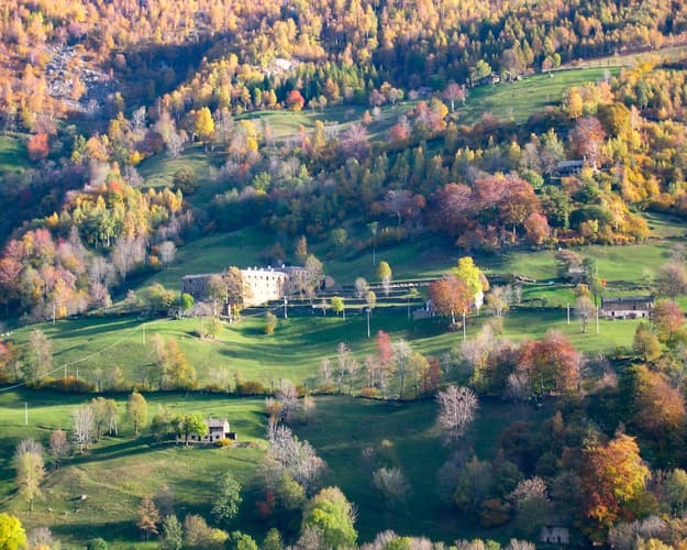 Image -  Forest Bathing