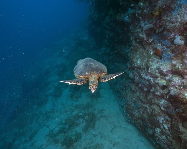 Billede -  Mayotte Dykkerpakker | 10 dyk