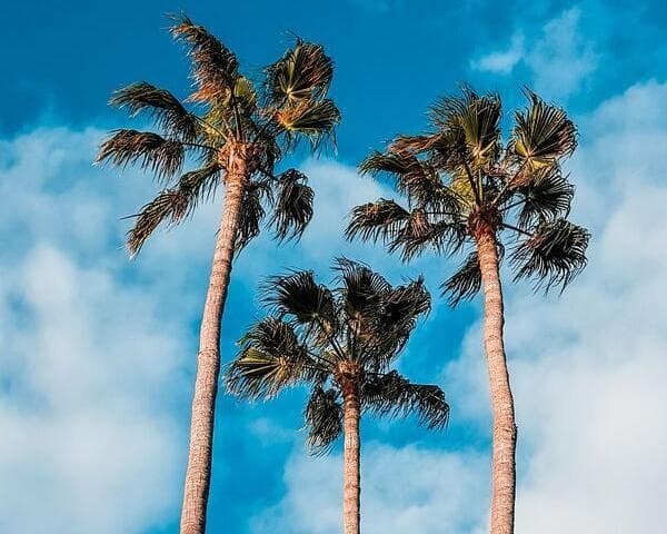 Imagen - Viaja a Gran Canaria en Fin de Año