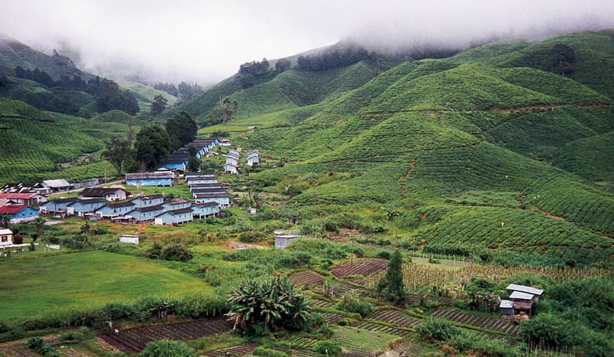 Obraz - Kuala Lumpur, group tour through Cameron Highlands, Langkawi