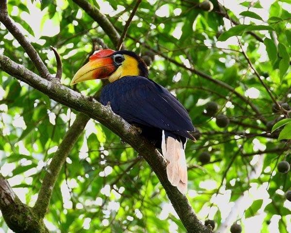 Obraz - Safari "Borneo Explorer" 