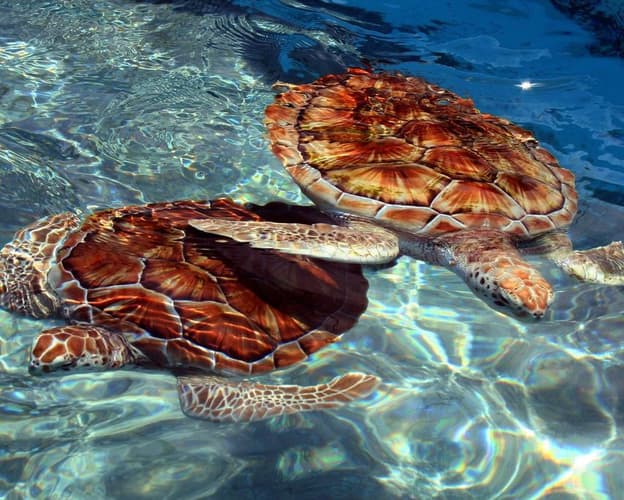 Imagen - Costa Mujeres 17/01 - VERANO 2026