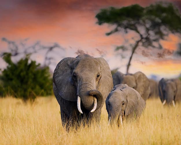 Beeld -  Kaap, wijn & safari