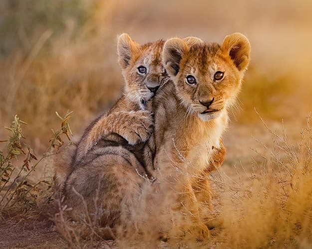 Image -  Family Trails: Charter Holiday in Bamburi, Kenya, February