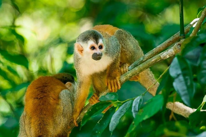 Bild - Costa Rica (from Madrid) 10 nights Breakfast incl.