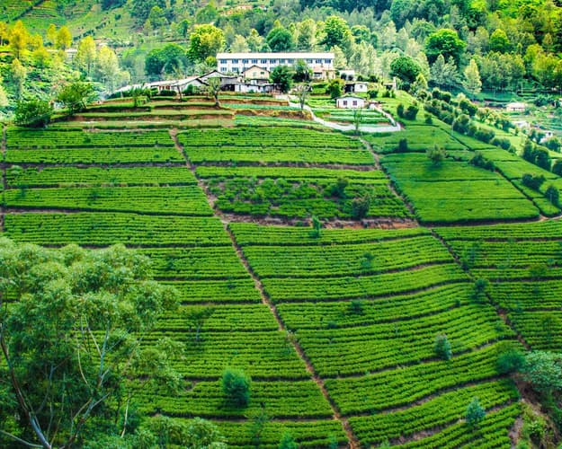 Image - Super Sri Lanka