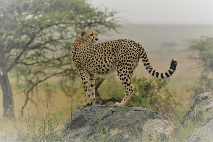 Image - Zanzibar Archipelago, Tanzania