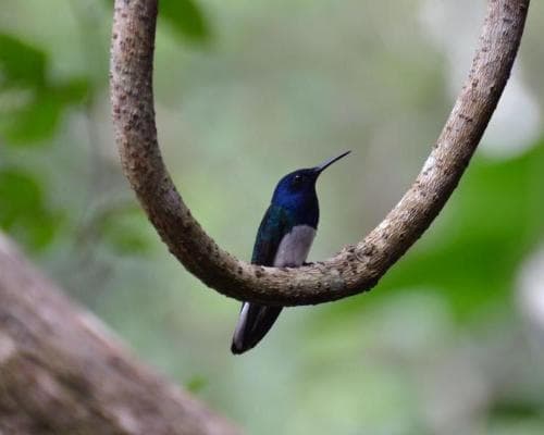 Obraz - Rundreise "Stadt Land Strand" & Baden in Bocas