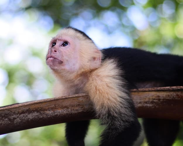 Beeld -  Maak kennis met Costa Rica