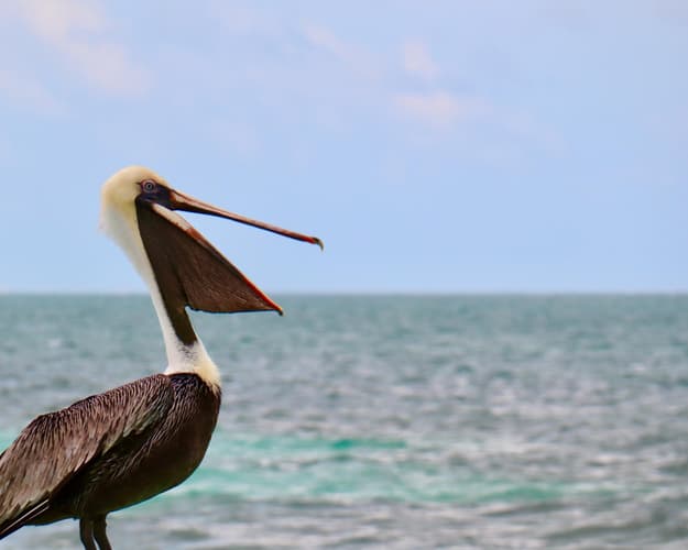 Imagen - Puerto Morelos - Hotel Secrets con vuelo incluido