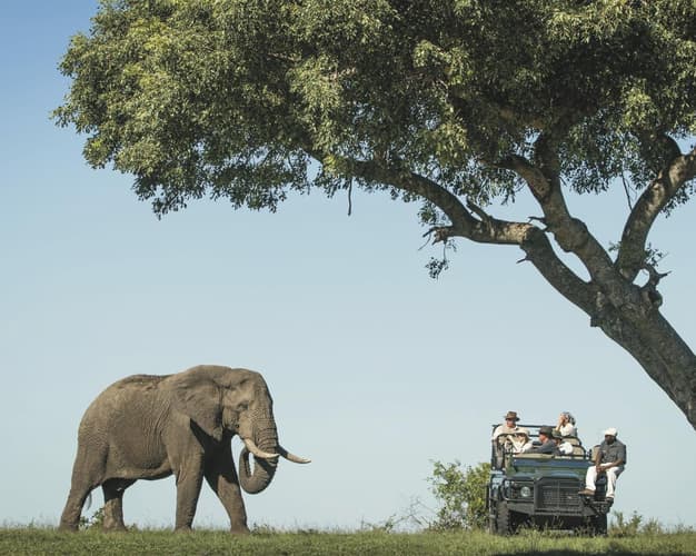 Beeld -  Safari Zuid-Afrika & strand Mauritius