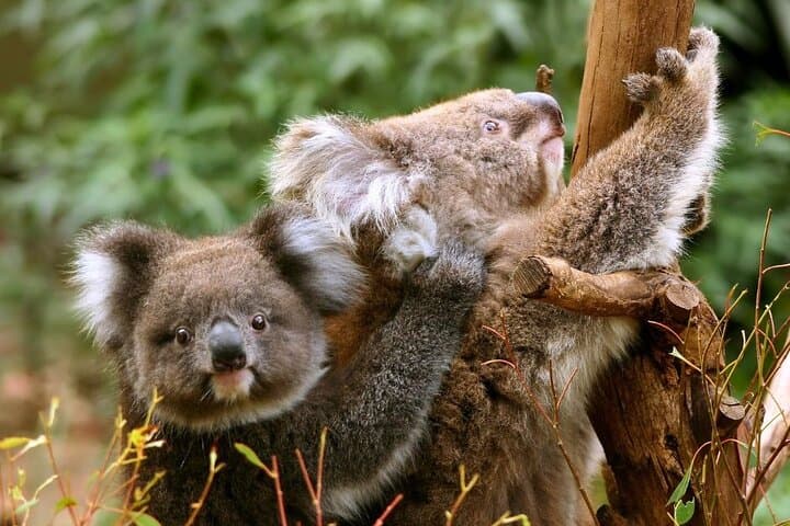 Immagine - Disfruta el Otoño de Australia en Semana Sta con tours, Dbl