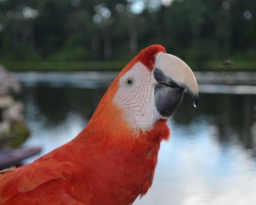 Imagen - Plan Bosque y magia en el Amazonas
