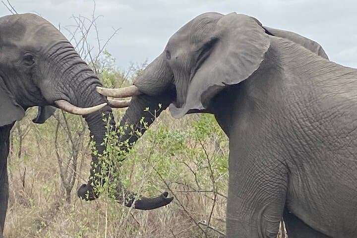 Bild - Pacote Kruger National Park 