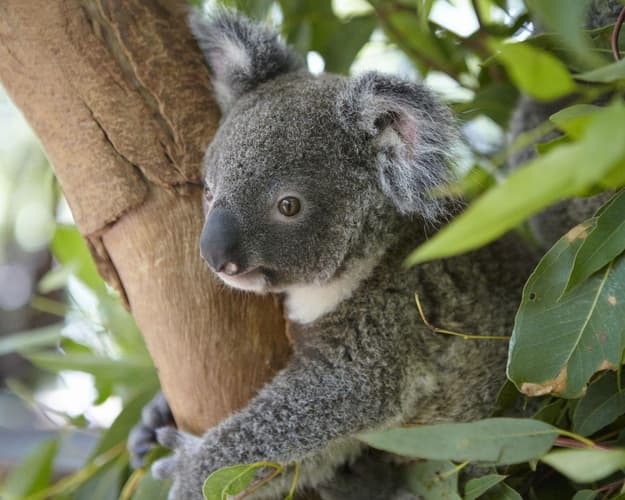 Beeld -  Ontdek de Oostkust van Australië vanuit Cairns