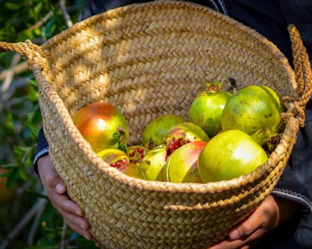 Image - Fruits Harvesting Experience