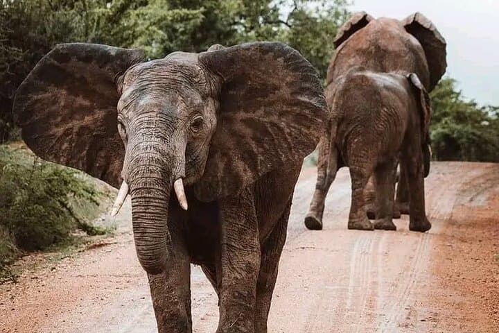 Image -  Holiday in Zanzibar & Safari in Mikumi Park - January 2026