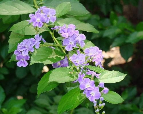 Image - Ruta entre volcanes y cultura