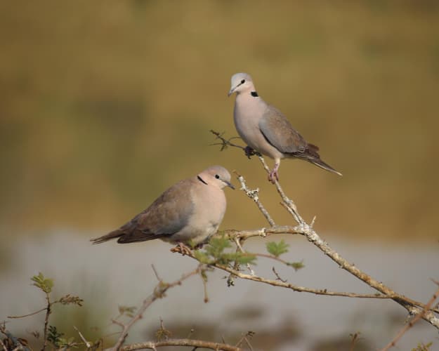 Beeld - 4 Nights in Gisenyi, Rwanda